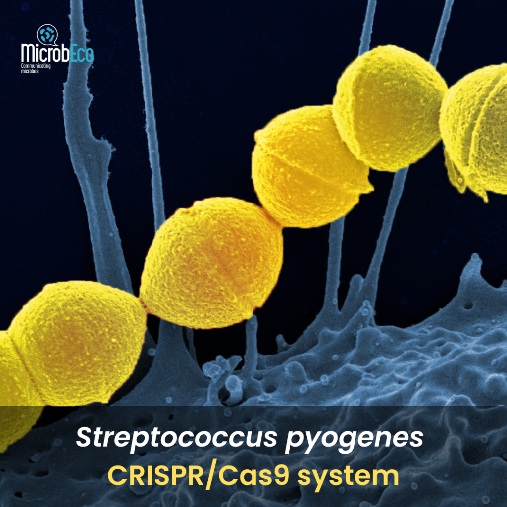 Fig 2. Streptococcus pyogenes and the CRISPR/Cas9 system 
Credits: National Institute of Allergy and Infectious Diseases (NIAID)