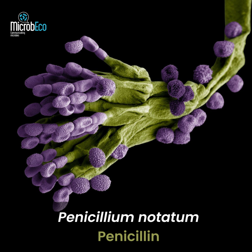 Fig 3. Penicillium notatum and the Penicillin 
Credits: Encyclopedia Britannica