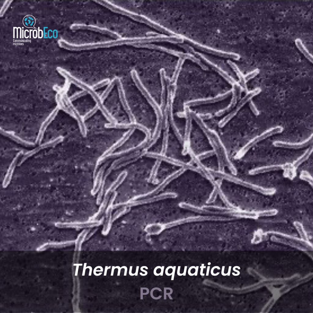Fig.4 Thermus aquaticus and the PCR 
Credits: Diane Montpetit (Food Research and Development Centre, Agriculture and Agri-Food Canada)