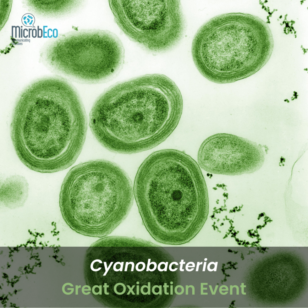 Fig. 5 Cyanobacteria and the Great Oxidation Event 
Credits: Luke Thompson from Chisholm Lab and Nikki Watson from Whitehead