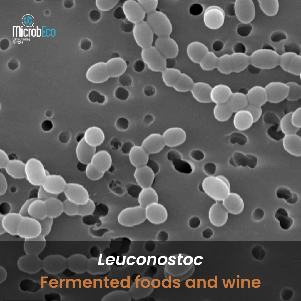 Fig.6 Leuconostoc, fermented foods and wine Credits: Fred Breidt, North Carolina State University