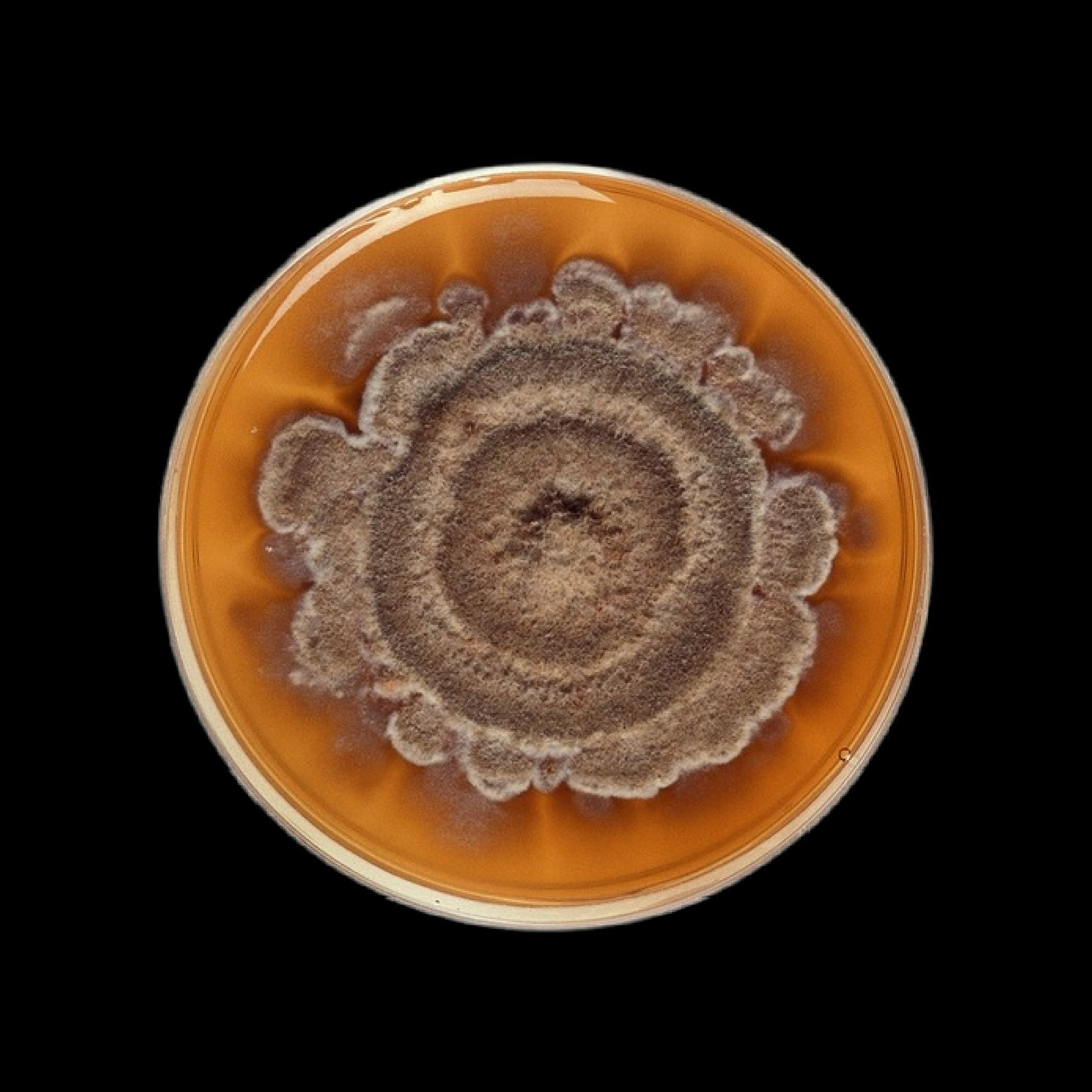 Central Image
